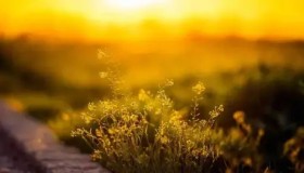 Rank风云！S15英雄联盟总决赛选手欧服/国服账号ID及战绩曝光。